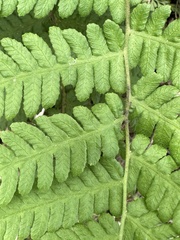 Coryphopteris castanea