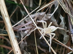 Micrommata virescens