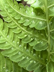 Coryphopteris castanea