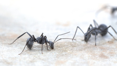 Camponotus eugeniae