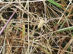 Micrommata virescens