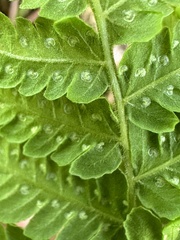 Coryphopteris castanea