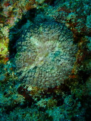 Lobophyllia
