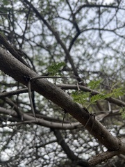 Vachellia nilotica