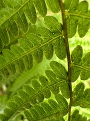 Coryphopteris castanea