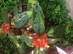 Chrysothemis pulchella