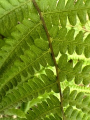 Coryphopteris castanea