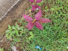Alternanthera brasiliana