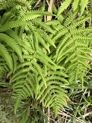 Coryphopteris castanea