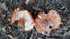 Tricholoma aurantium