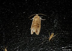 Choristoneura fumiferana