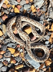 Dasypeltis scabra