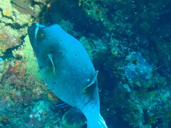 Arothron nigropunctatus