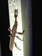Hormocerus reticulatus