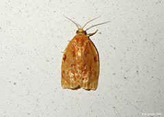 Archips cerasivorana