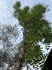 Zanthoxylum chalybeum