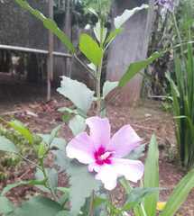 Hibiscus syriacus