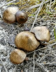 Entoloma vernum