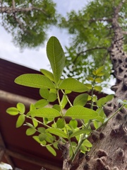 Zanthoxylum chalybeum