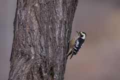 Yungipicus canicapillus
