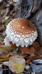 Hemipholiota