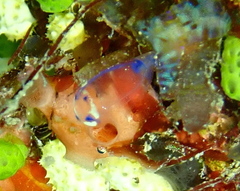Rhopalaea
