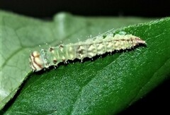 Drepana arcuata