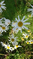 Tripleurospermum