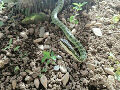 Chrysopelea