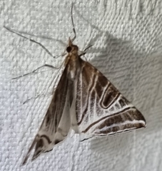 Phrataria replicataria