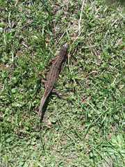 Lacerta agilis exigua