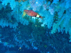 Parupeneus multifasciatus