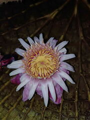 Victoria cruziana
