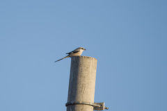 Lanius sphenocercus