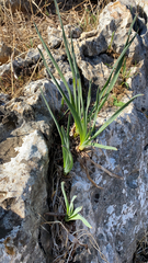 Asphodelus ramosus