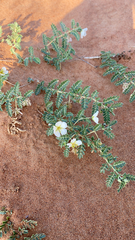 Tribulus terrestris