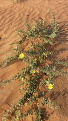 Oenothera drummondii