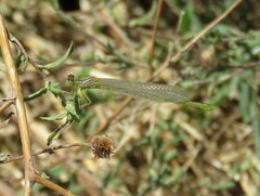 Erythromma lindenii