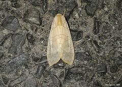 Halysidota