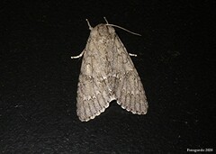 Acronicta americana