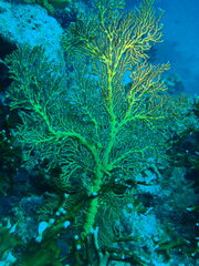 Melithaea