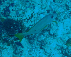 Lutjanus monostigma