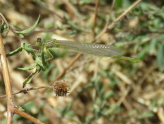 Erythromma lindenii
