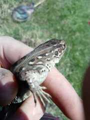 Lacerta agilis exigua