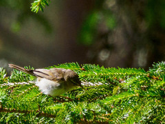 Phylloscopus trochilus