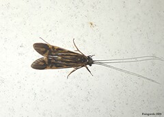 Macrostemum zebratum