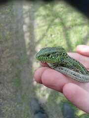 Lacerta agilis exigua