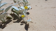 Arctotheca populifolia