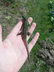 Lacerta agilis exigua
