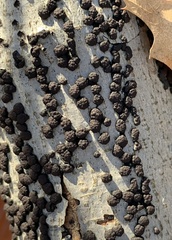 Hypoxylaceae